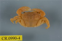 藏品(平背蜞)的圖片